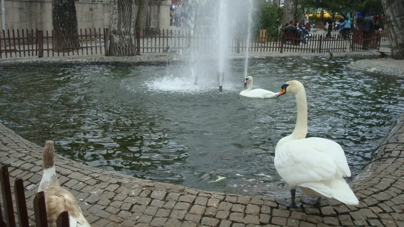 Park Kuğulu – labutě v centru Ankary
