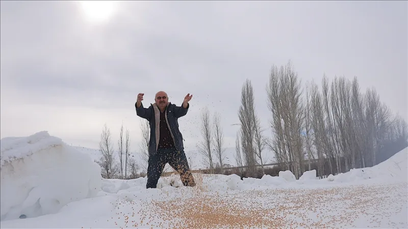 Зимой он оставляет природе 10 тонн зерна, чтобы 