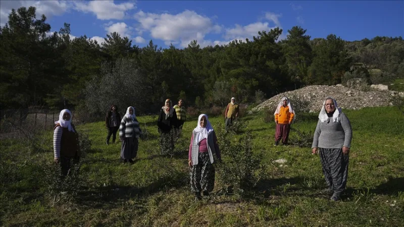 半島の女性たちは、自然遺産であるマスティック・ツリーを復活させた。