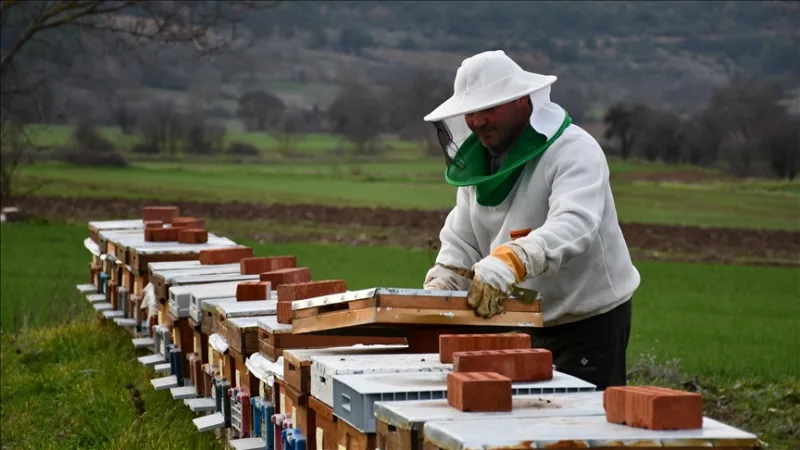 Осиновени 50 кошера по проекта 