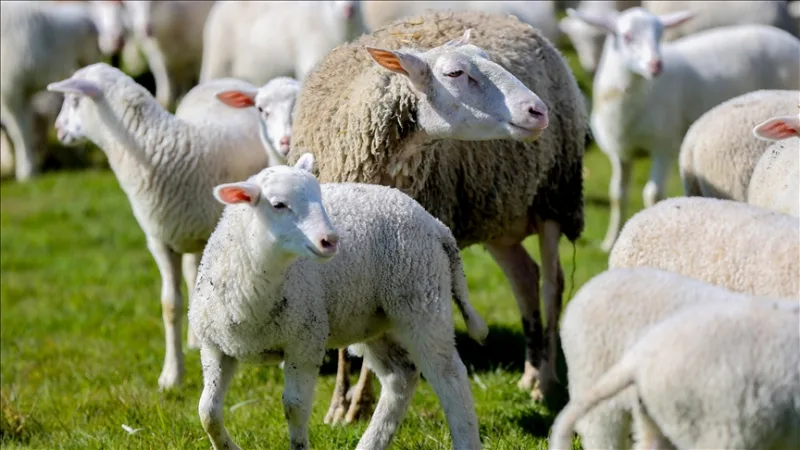 Les candidatures pour le projet « Soutien à l'élevage ovin en milieu rural » sont désormais ouvertes