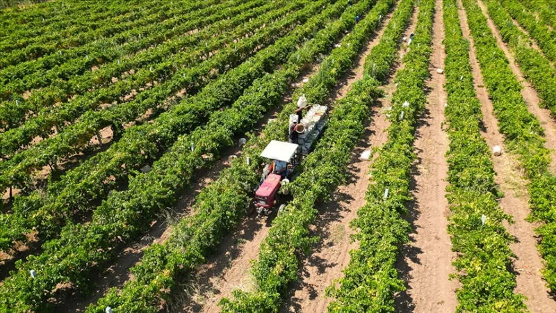Un versement d'environ 17,4 milliards de livres de subventions agricoles sera effectué aujourd'hui en faveur des agriculteurs