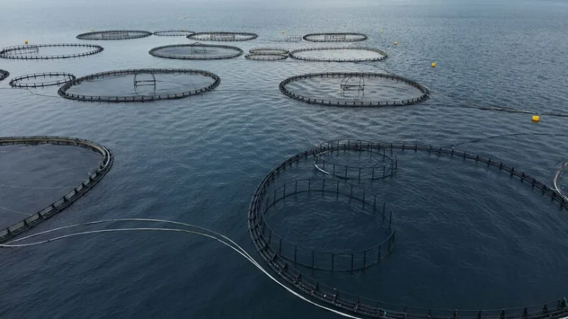 В первом квартале из Муглы был экспортирован улов рыбы на сумму 198 миллионов долларов